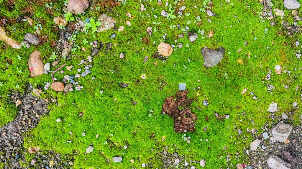 苔と小石の庭